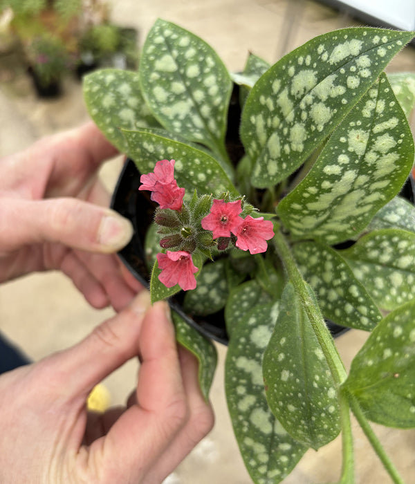 Pulmonaria ‘Shrimps on the Barbie’