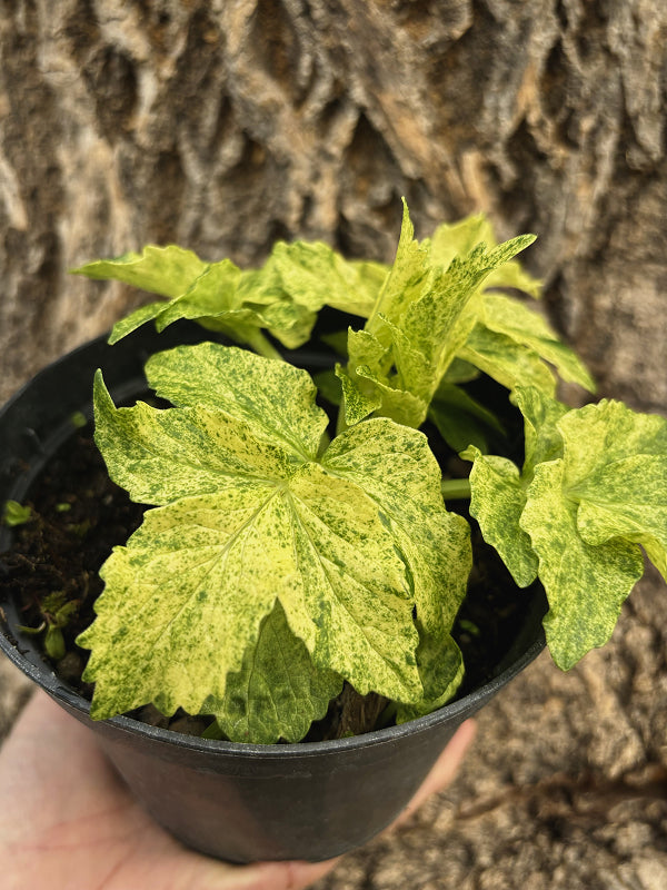 Valeriana officinalis 'Chiri Fu'
