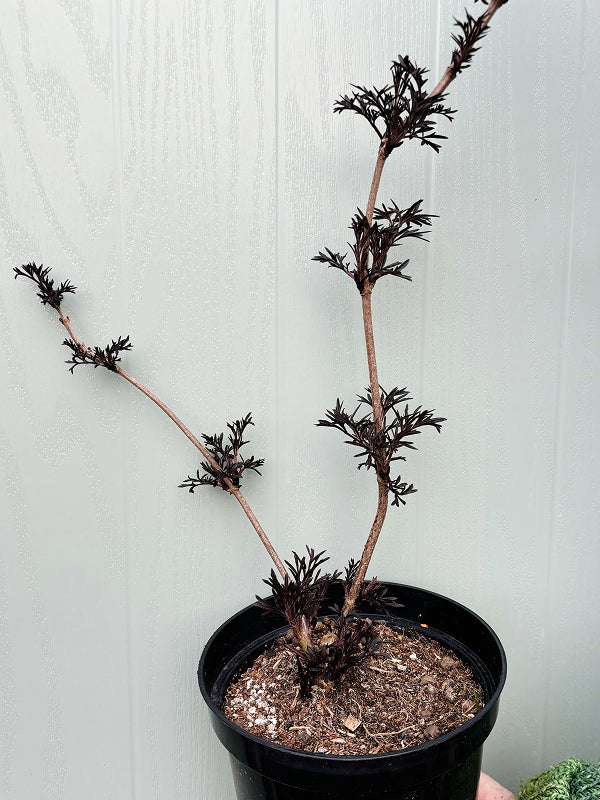 black lace plant in a pot SAMBUCUS NIGRA 'BLACK LACE'