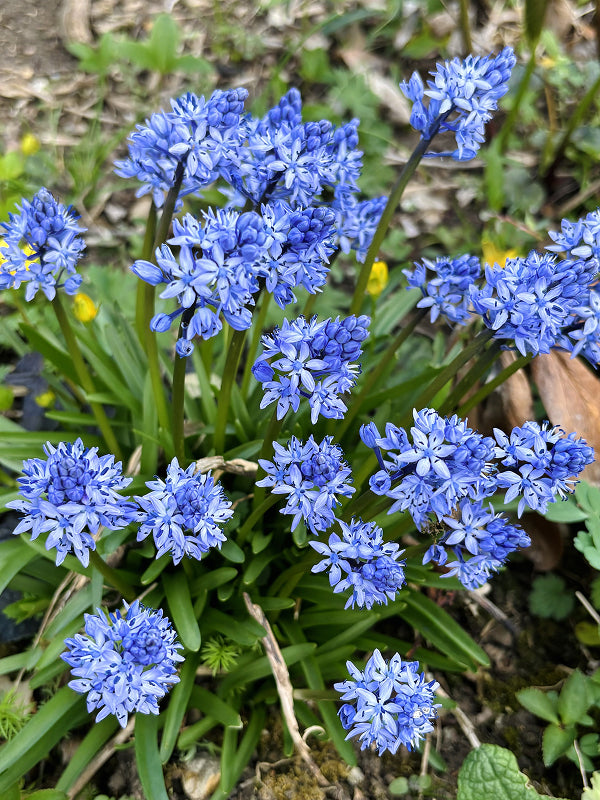 Hyacinthoides italica