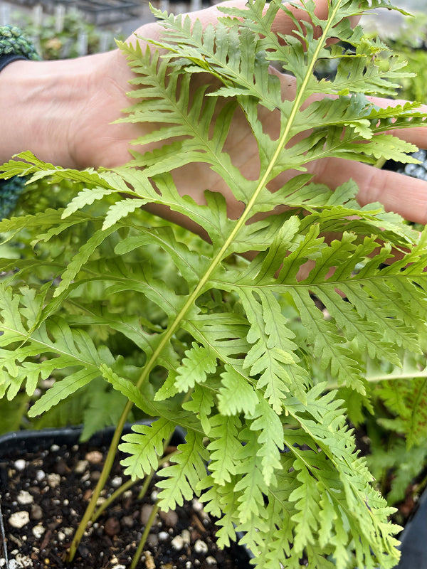 POLYPODIUM CAMBRICUM 'PULCHERRIMUM ADDISON'