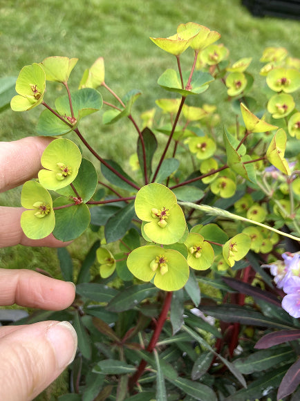 Buy Euphorbia 'Miner’s Merlot'