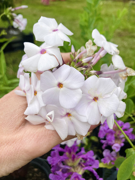 Phlox carolina 'Minnie Pearl'