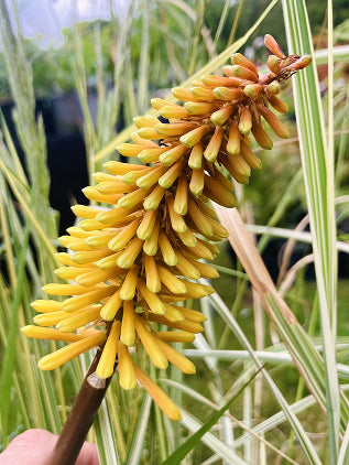 Buy Kniphofia 'Tawny King'