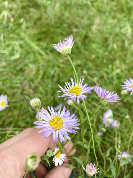 erigeron lavender lady seeds ERIGERON KARVINSKIANUS 'LAVENDER LADY'
