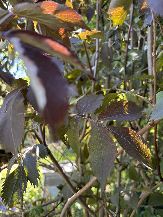 Close up of Sambucus 'Chocolate Marzipan' in morning sun