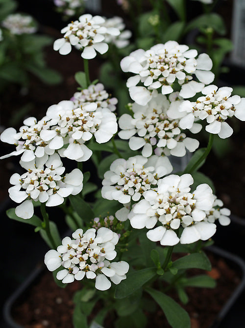 IBERIS GIBRALTARICA 'MASTERPIECE'
