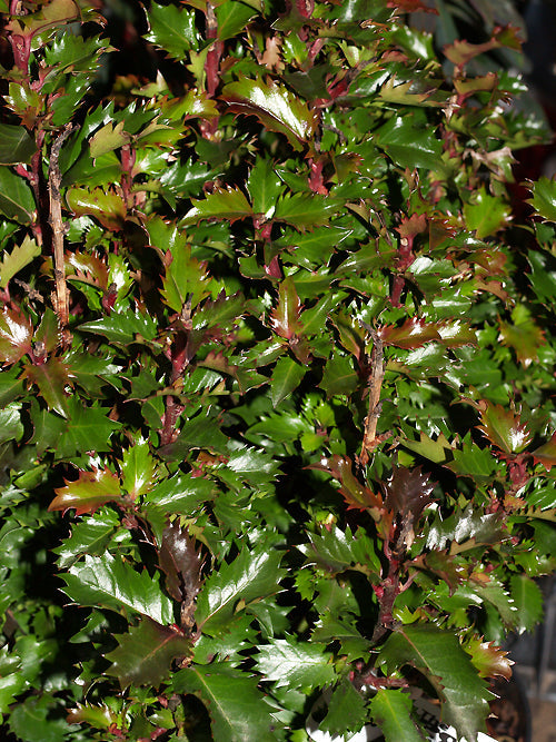 ILEX x MESERVEAE 'LITTLE RASCAL'