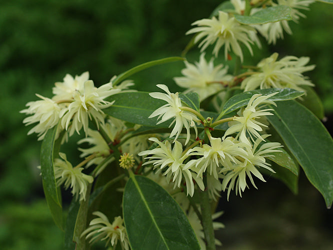 ILLICIUM SIMONSII