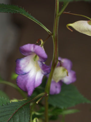 IMPATIENS ARGUTA