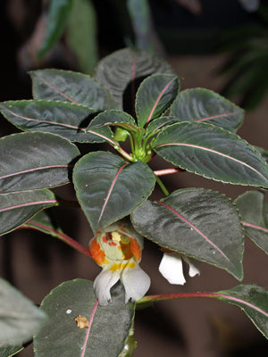 IMPATIENS 'SECRET LOVE'