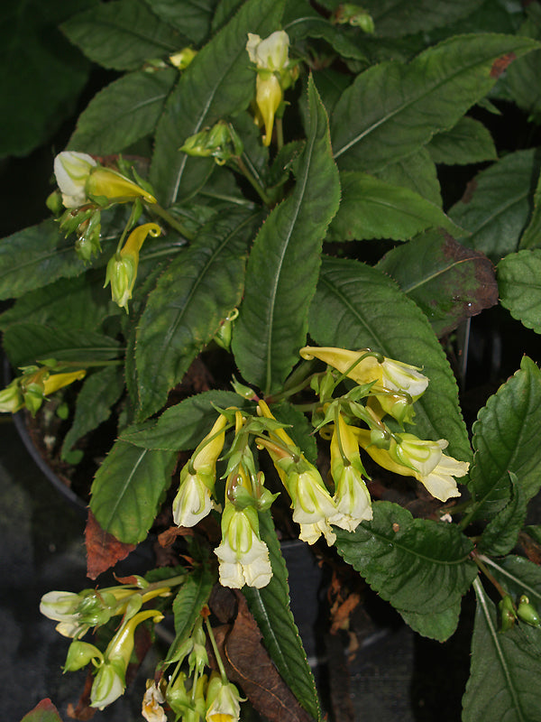 IMPATIENS OMIEANA 'ICE STORM' (form 2, ex China)