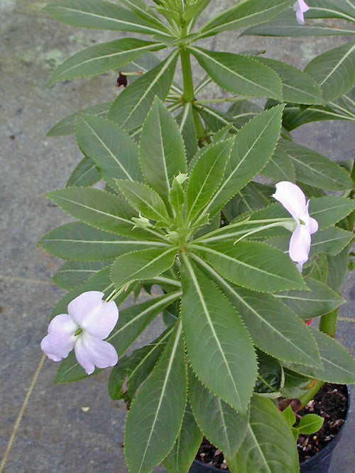IMPATIENS SODENII