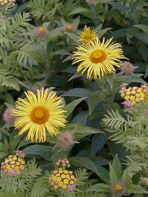 INULA OCULUS-CHRISTI