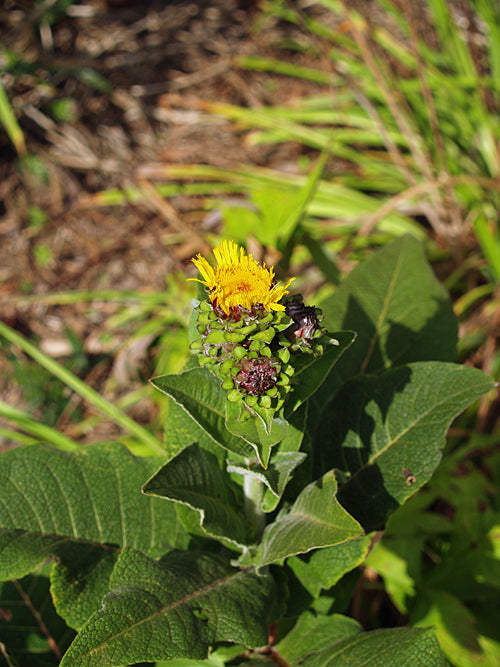 INULA HELENIUM