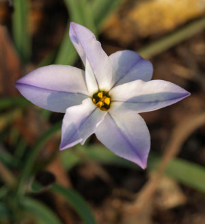 IPHEION UNIFLORUM subsp.TANDILIENSE