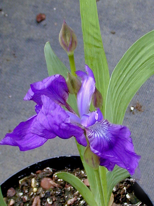 IRIS APHYLLA var.FIEBERI