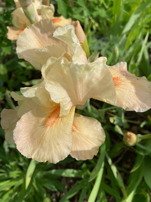 IRIS 'APRICOT SILK'
