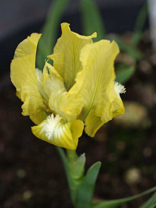 IRIS ATTICA 2