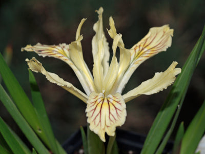 IRIS CHRYSOPHYLLA NNS 04-231