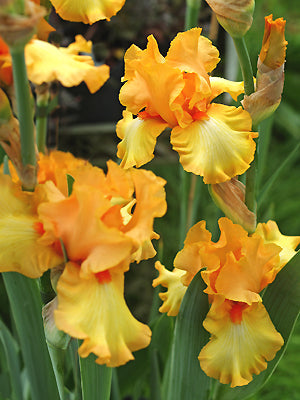 IRIS 'CRACKLING CALDERA'