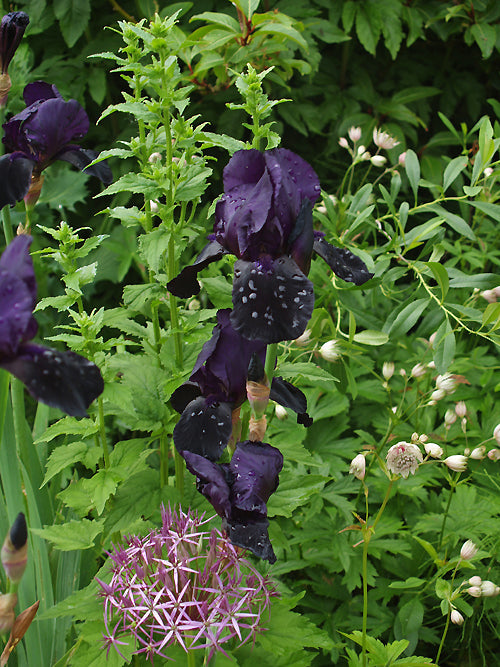 IRIS 'DEEP BLACK'