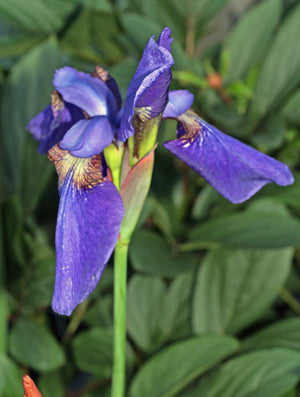 IRIS SIBIRICA 'DREAMING SPIRES'