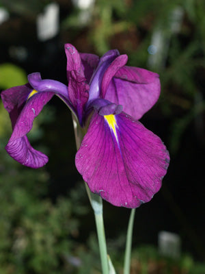 IRIS ENSATA 'VARIEGATA'