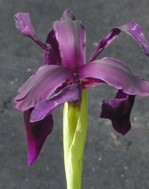 IRIS FORRESTII 'GLENDA'S GOLDEN FORM'