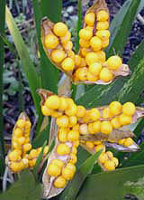 IRIS FOETIDISSIMA GOLD SEEDED