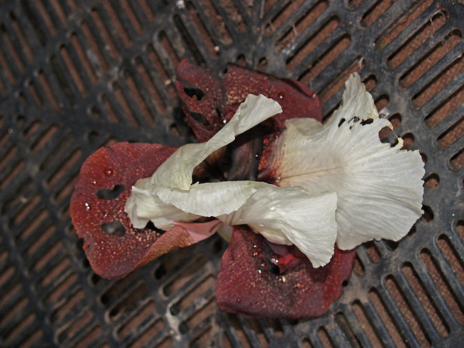 IRIS IBERICA subsp.ELEGANTISSIMA BATMAN 04-151