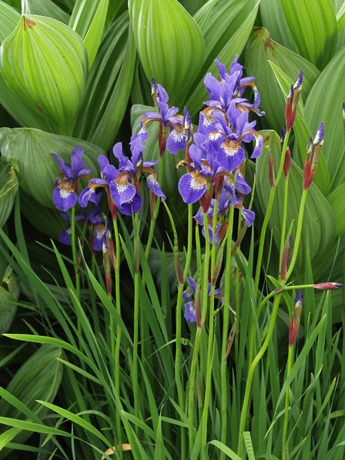 IRIS SIBIRICA 'TROPIC NIGHT'