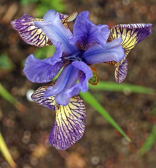 IRIS SIBIRICA 'BANISH MISFORTUNE'
