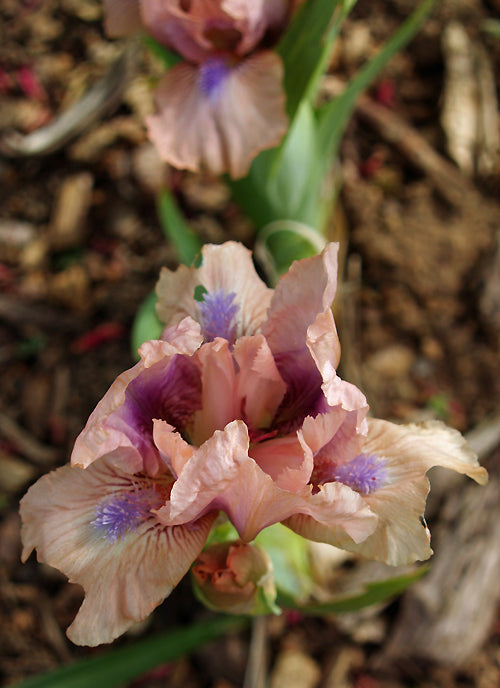 IRIS SB salmon, blue beard