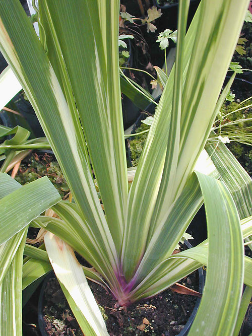 IRIS SETOSA 'COBBLEWOOD VARIEGATED'
