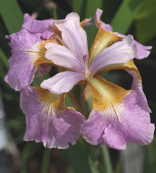 IRIS SIBIRICA 'RIKUGI-SAKURA'