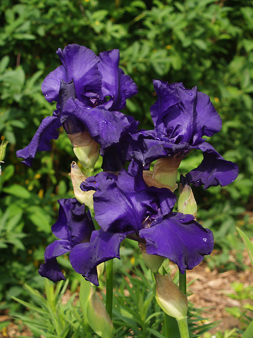 IRIS 'TITAN'S GLORY'