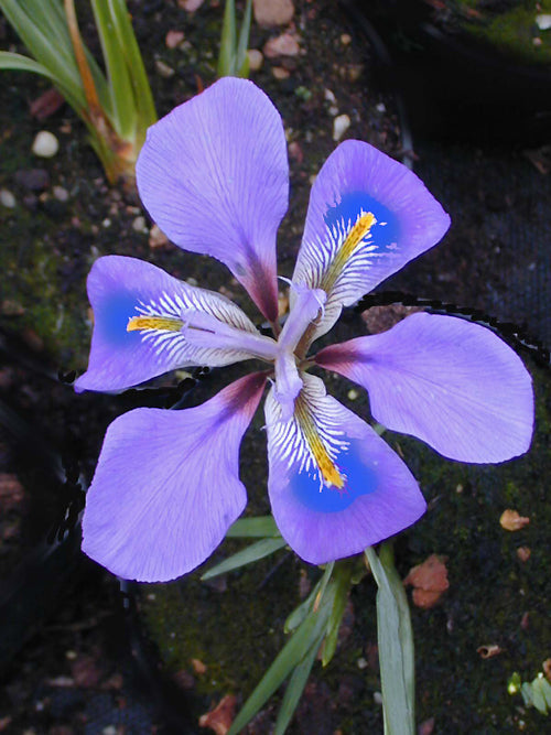 IRIS UNGUICULARIS old unnamed variety