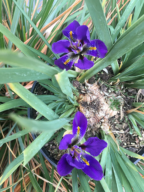 IRIS UNGUICULARIS 'DIANA CLARE'
