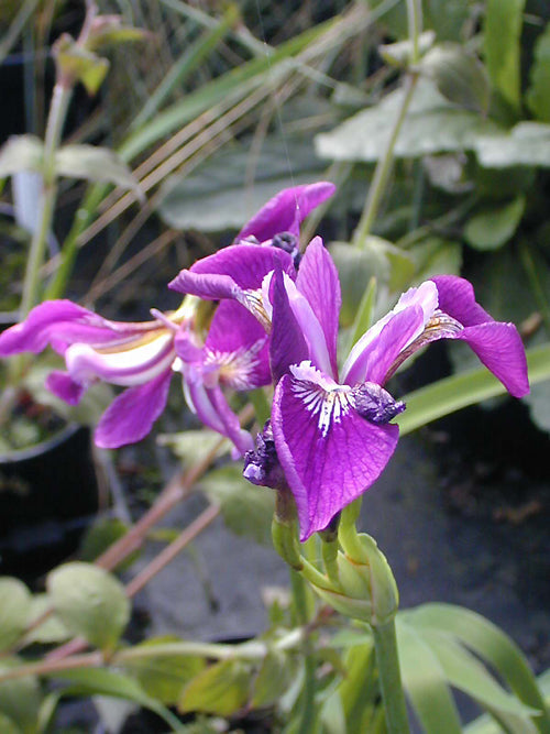 IRIS x FULVALA 'VIOLACEA'