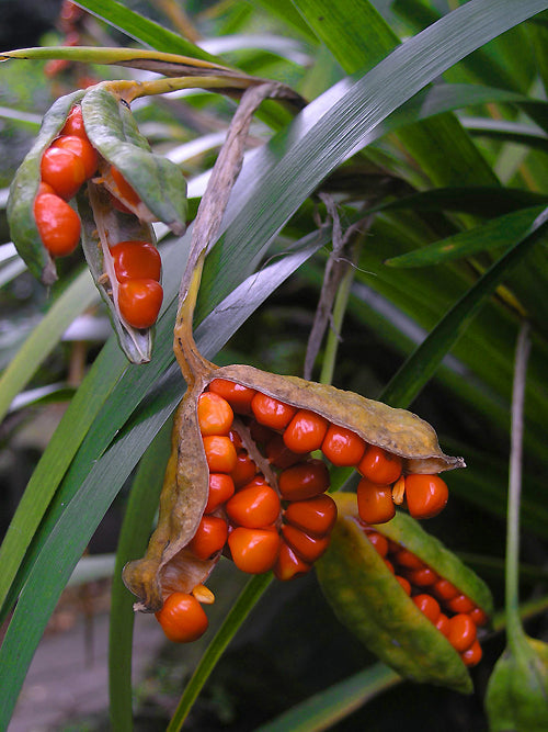 IRIS FOETIDISSIMA