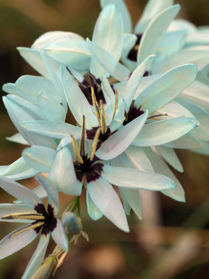 IXIA VIRIDIFLORA