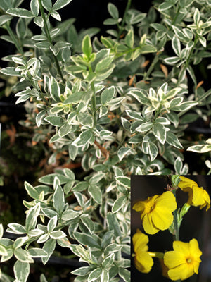 JASMINUM NUDIFLORUM 'MYSTIQUE'