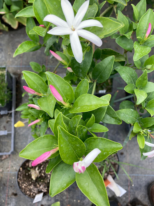JASMINUM STENALOBIUM