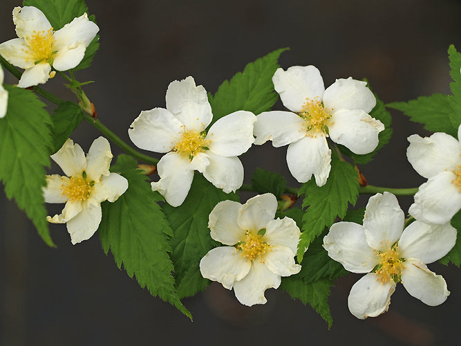 KERRIA JAPONICA 'ALBESCENS'