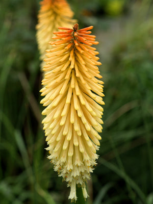 KNIPHOFIA 'BARTON FEVER'