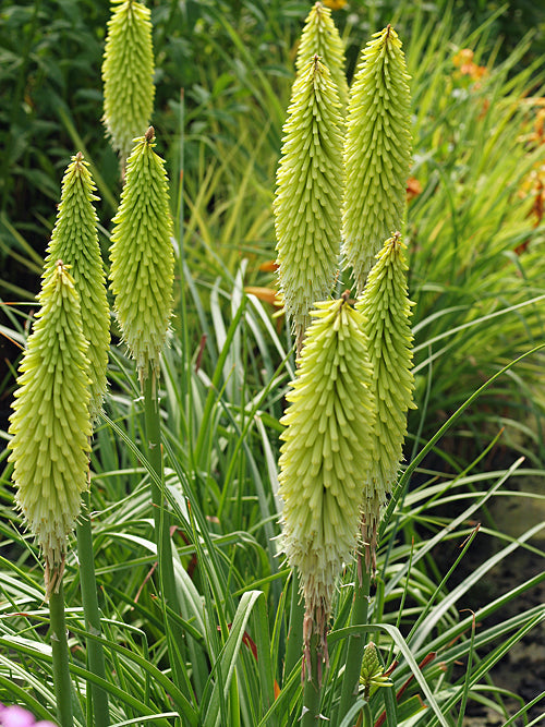 KNIPHOFIA CITRINA