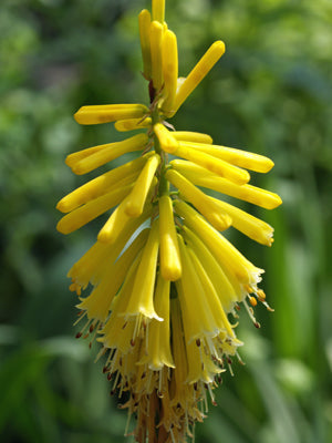 KNIPHOFIA 'GOLDELSE'