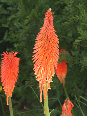 KNIPHOFIA 'LORD ROBERTS'