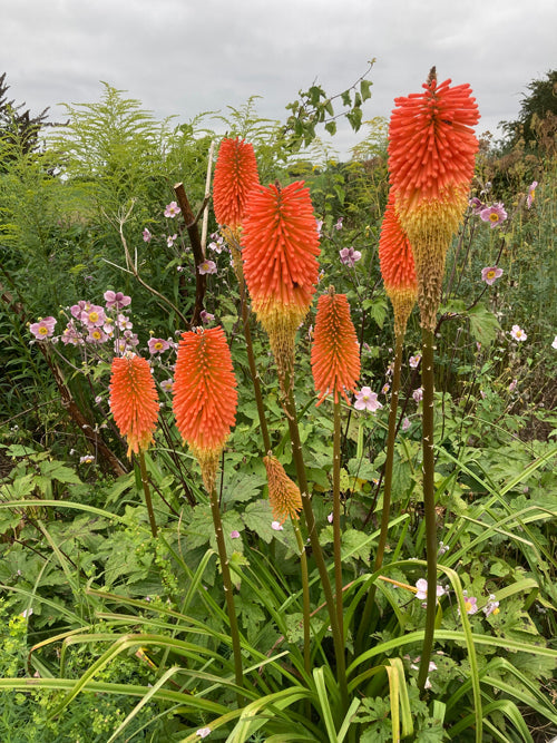 KNIPHOFIA 'PRINCE IGOR' with immaculate pedigree (clone 4)